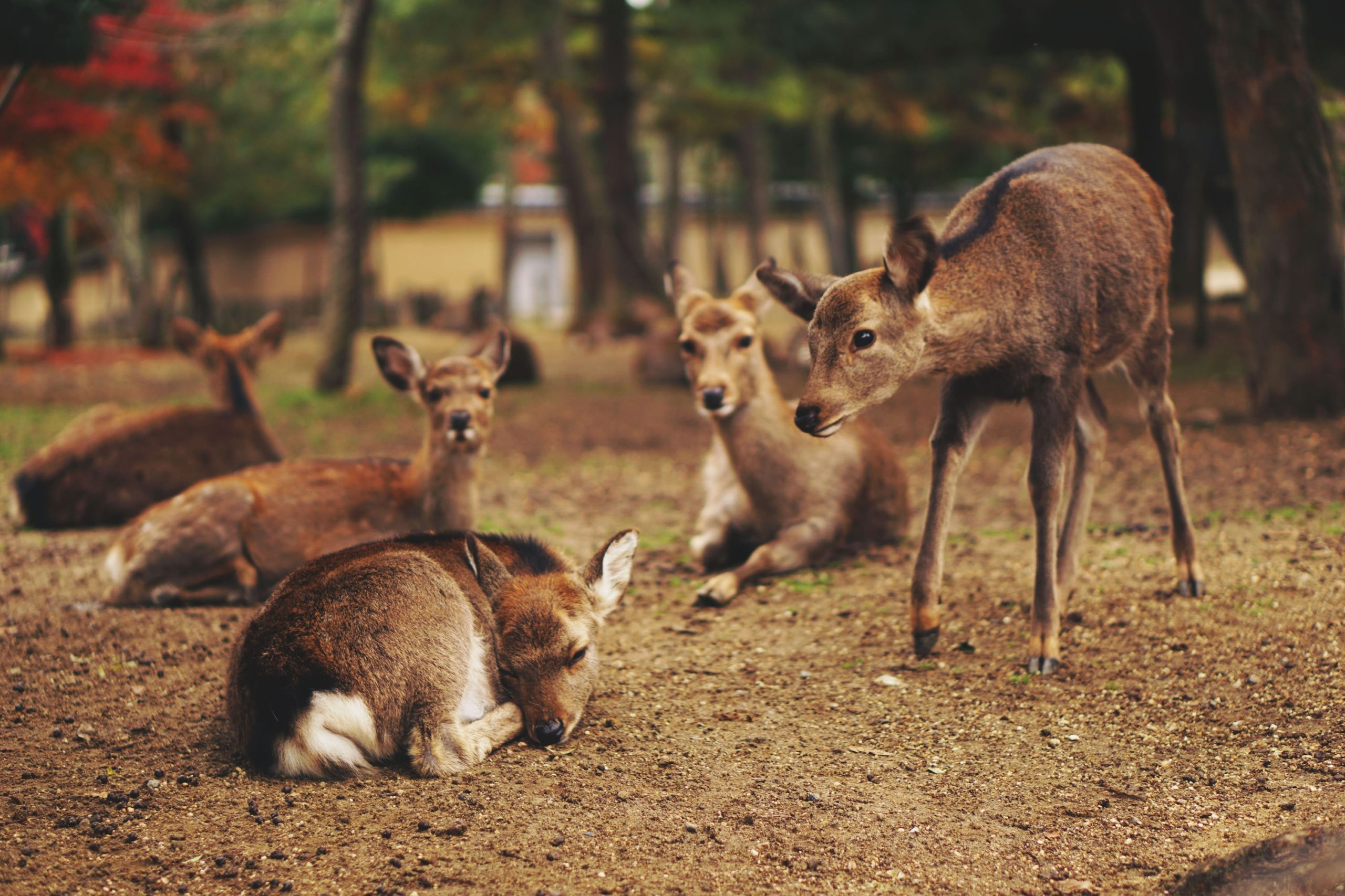 Deer at rest.